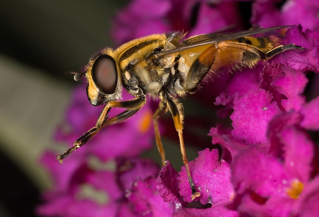 Hoverfly - Helophilus pendulus